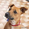 Photo of Chester (On Hold Pending Adoption 8/8/14)
