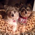 Photo of Brian & Duncan (On Trial 9/8/14) ~ Fun 3yo Pair ~