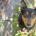 Photo of Grug ~ 2yo Kelpie Girl (Rehomed By Owner)