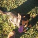 Photo of Grug ~ 2yo Kelpie Girl (Rehomed By Owner)
