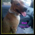 Photo of Red (Adopted)~ Female Red Cattle X Staffy