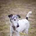 Photo of Rusty (On Trial 13/8/14) ~ Senior Boy ~