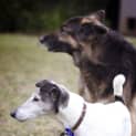 Photo of Rusty (On Trial 13/8/14) ~ Senior Boy ~
