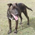 Photo of Bindi