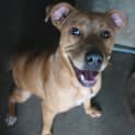 Photo of Amber (Adoption Pending)