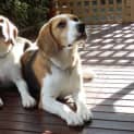 Photo of ** On Trial ** Walter & Winston