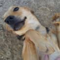 Photo of Annie