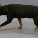 Photo of Banjo (Adoption Pending)