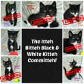 Photo of Itteh Bitteh Black & White Kitteh Committeh!