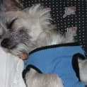 Photo of Freckles (On Trial 31/7/14)