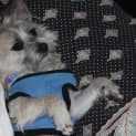 Photo of Freckles (On Trial 31/7/14)