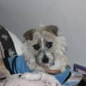 Photo of Freckles (On Trial 31/7/14)