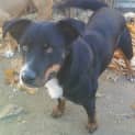 Photo of Razz
