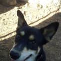Photo of Chester (Adoption Pending)
