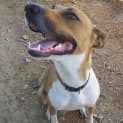 Photo of Sahara (Adoption Pending)