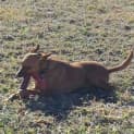 Photo of Reno