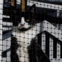 Photo of Matilda Kitten Kapers Rescue