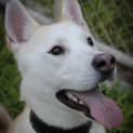 Photo of Bushy