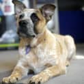 Photo of Puppy Chandler (On Trial 3/10/14)