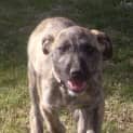 Photo of Cheyenne