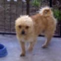 Photo of Suri
