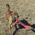 Photo of Lua (Adoption Pending)