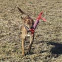 Photo of Lua (Adoption Pending)