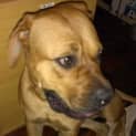 Photo of Ruby