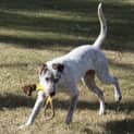 Photo of Scout