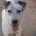 Photo of Scout