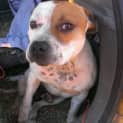 Photo of Tank