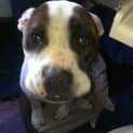 Photo of Digger