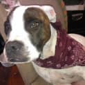 Photo of Digger