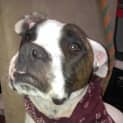 Photo of Digger