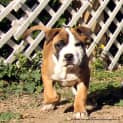 Photo of Puppy Mara (On Trial 17/8/14)