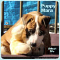 Photo of Puppy Mara (On Trial 17/8/14)