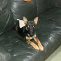 Photo of Vegemite (Adopted)