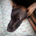 Photo of Vegemite (Adopted)