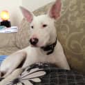 Photo of Zeus **Special Needs Hearing Impaired**