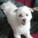 Photo of Milo