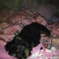 Photo of Humphrey