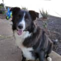 Photo of Jet *On Trial In His New Home*