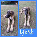Photo of York