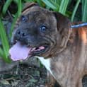 Photo of Jax 35192