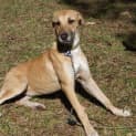 Photo of Piper (On Trial 10/8/14)