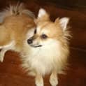 Photo of Busta ~ Pomeranian (On Trial 15/8/14)
