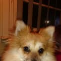 Photo of Busta ~ Pomeranian (On Trial 15/8/14)