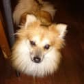 Photo of Busta ~ Pomeranian (On Trial 15/8/14)