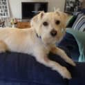Photo of Toby *On Trial In His New Home*