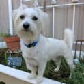 Photo of Toby *On Trial In His New Home*
